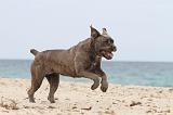 CANE CORSO 638